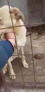 Nono wartet immer noch 😟😟wer gibt diese wunderschöne 🐶 ein liebevolles Zuhause? Nono ist absolut verträglich mit jeden sehr verspielt und liebt das ⚽️ 🥰und das Wasser.. Wir suchen ihn eine Familie gerne mit Kinder und viel Auslauf..bitte teilt ihn nochmal… Name Nono Alter 1 Jahr Geschlecht Rüde Kastriert ja Herzwurm Test negativ Katzen 🐈 verträglich | Konrad Lorenz Tierschutzverein