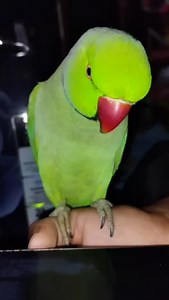 14K views · 996 reactions | Indian Ringneck parrot talking ✨ mummy me Mithu 殺 me and my pet 列#parrot #talkingparrot #parrots | Priya Rai | Facebook