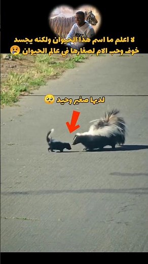 I don't know the name of this animal, but it perfectly embodies a mother's fear and love for her ...