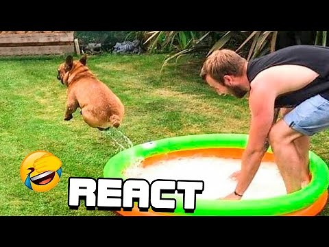 React: Die lustigsten Katzen und Hunde Videos - Beste lustige Tiervideos 2022