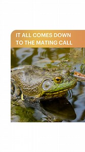 When it comes to choosing a mate, the frog world is all about that voice! Female frogs are highly selective, and they primarily choose their partners based on the quality and power of the male's mating call. The male will inflate his large vocal sac to amplify his calls, and the females are listening for a few key traits. They are often drawn to calls that are louder, have a lower frequency (deeper pitch), and are produced at a faster rate. These characteristics signal to the female that the mal