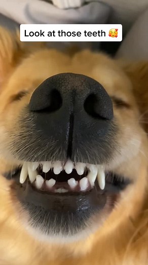 Adorable Golden Retriever Teeth: A Pet Lover's Delight