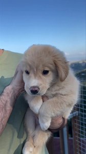 1M views · 15K reactions | ADOTTATO♥️♥️ Diamo una opportunità a Linus che SOLO LA CONDIVISIONE può far sì che si realizzi. Linus, investito e abbandonato, ora sta bene e cerca casa. Linus è un simil golden retriever. Per info scrivete su whatsapp al 345 1610575 LA CONDIVISIONE SALVERÀ LINUS | Enpa Odv sezione di Gioia Tauro | Facebook