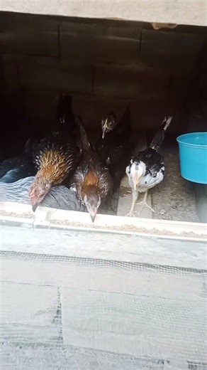 yang minat anakan pilipin umur 2 bulanan,silakan komen