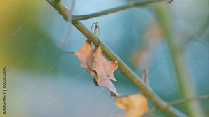 Coloured Leaves Of Red Oak During Autumn Time. Quercus Borealis. Close up. Stock Video