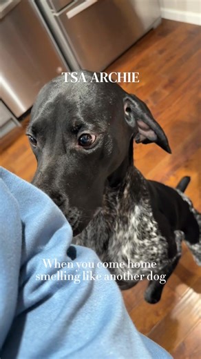 Meet Archie: The TSA Canine Hero