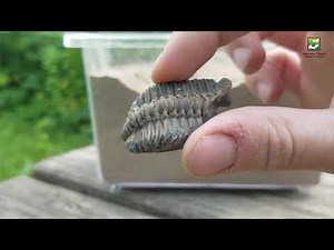 Natural Connections: Devonian Fossils
