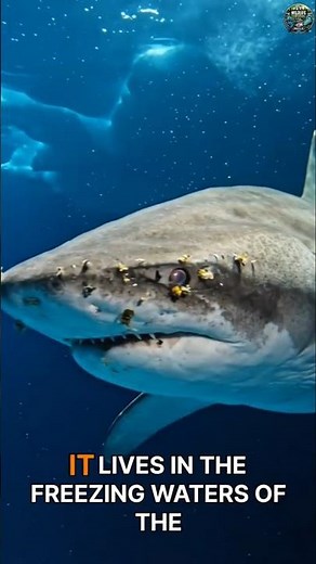 The Ocean’s Time Traveler 🦈❄️ | Greenland Shark| #marinemystery