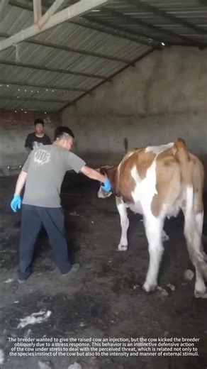 The defensive instinct caused by a cow's stress response