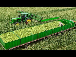 驚異の規模！アメリカ農家が29億ポンドのスイートコーンを収穫