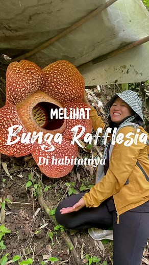 Menjelajah Keindahan Bunga Rafflesia Arnoldi di Bengkulu