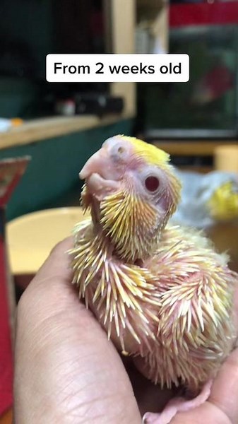 Training Guide for Cockatiels: Tips and Techniques for a Well-Behaved Bird