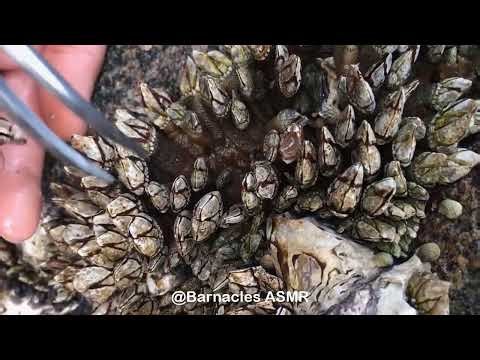 Barnacle ASMR - My daily work at sea (episode 103 )