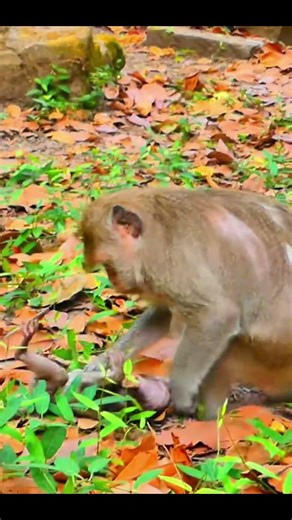 Life of Monkeys: The mother monkey prevents her baby from eating inappropriate food.