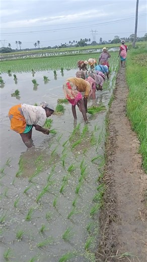 Women Planting Rice Seedlings in Traditional Attire