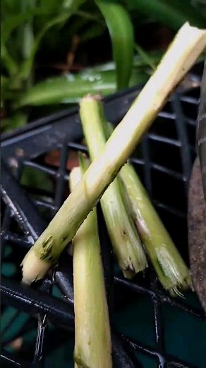 How to Grow Moringa from Cuttings FAST | Easiest Moringa Propagation Method!