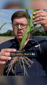 Are you Staging your Corn Correctly?