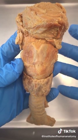 Understanding the Adam's Apple: Anatomy, Structure, and Function