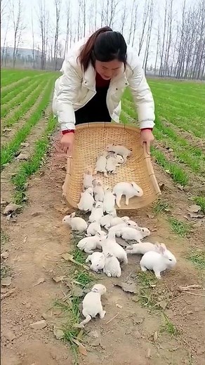 চীনে খরগোশগুলোকে মাঠে ছেড়ে দেয় কেন জানেন? | Chinese Rabbit Farm