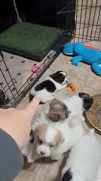 Coton de Tulear Puppies For Sale - Ember 1/17/26
