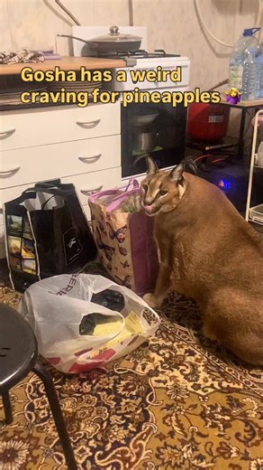 Big Floppa / Большой Шлёпа on Instagram: "Mom came back from the store and got a snack for Gosha! He has a weird craving for pineaplles. Pineapples and shrimps. Idk where it’s coming from 🤷‍♀️"