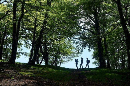 Forêts françaises : elles poussent mais elles souffrent