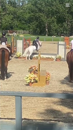 OLD MAN HUNTERING ON THE GOATT #jesuslovesyou #horse #equestrianjourney #horseenthusiast #equestrian