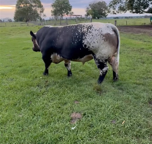 🔥 GR8 – Great Marlow Speckle Park 🔥 Might N PowerBy the legend himself — RH Samson If you ever wanted to see a bull that carries presence, thickness and pure performance in one package… here he is: Might N Power continues to impress us every day. Deep-sided, soft, structurally sound and carrying that trademark Speckle pattern that turns heads in any paddock. He carries a huge amount of muscle expression — wide over the top, full through the hindquarter and built to deliver serious carcase valu