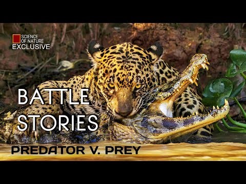 Predator & Prey Locked in Savage Battle for Survival | Battle Stories Full Episode #Exclusive