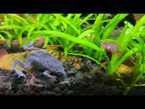 african dwarf frogs vs shrimp !!!