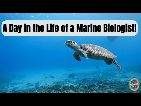 A Day in the Life of a Marine Biologist | NSTEM