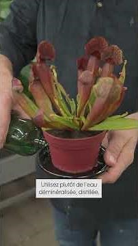 Plantes carnivores : les bons gestes ! - Truffaut