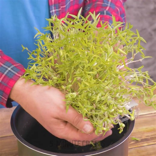 125K views · 309 reactions | How to prepare plants for the dacha season 欄 | 5-Minute Crafts | Facebook