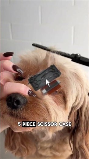 Groom like a pro at home! 🐶✨