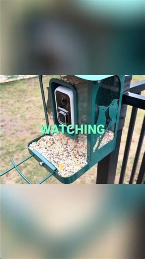 Ultimate Bird Feeder Review: Perfect Gift Idea! #shorts