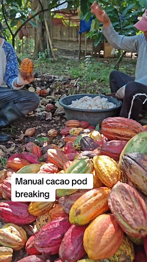 Paano mag pod break ng cacao. For chocolate
