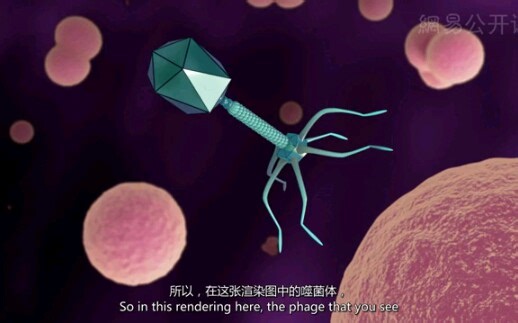 【TED】一种被遗忘已久的的病毒将如何帮助解决抗生素危机（中英字幕）