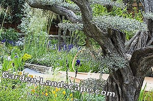 Pratique de jardin: Arbre d'ornement - Variétés et soins - Est-il toxique ou comestible? | 2025