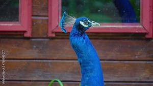 Indian peafowl (Pavo cristatus), also known as the common peafowl, and blue peafowl, is a large and brightly coloured bird, is a species of peafowl native to the Indian subcontinent.