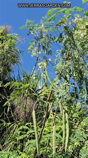 Discover the miracle of Moringa! Learn about its history, benefits,...