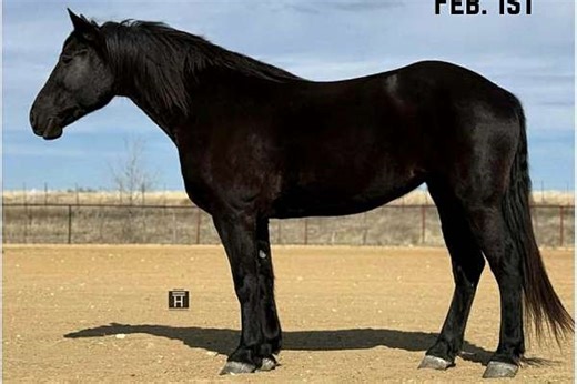 Jet Black, Safe, Jumps, Foxhunts, Ranch, Trail Horse!