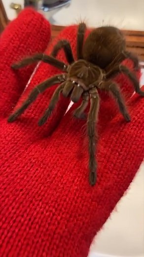 Pranking My Mom with a Live Tarantula Reaction! Spider Monkey Prank