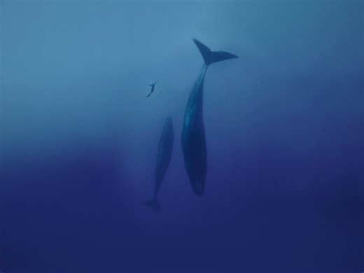 Freediver - Apple TV