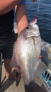 285K views · 840 reactions | A couple of cracking pearlies from Tuesday’s mission, was great to be back out on the water again. OM Flasher Rigs and Tackle doing the damage like always. SHIMANO Australia Fishing Yamaha Outboards Australia Jetty Boating Lowrance | Didio’s country 2 coast fishing | Facebook