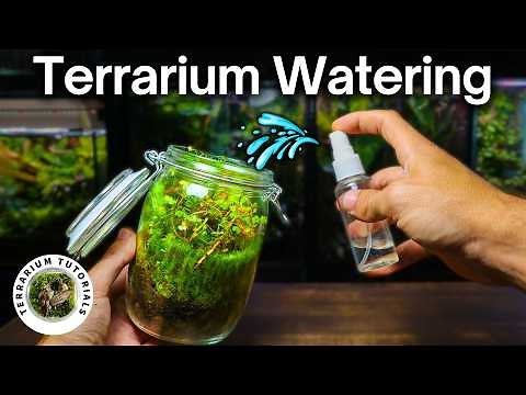 How To Water A Terrarium - Simple Beginner Guide