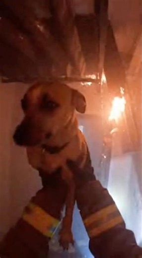 This dog is trapped inside a burning house… can firefighter Sam save him before the house collapses?