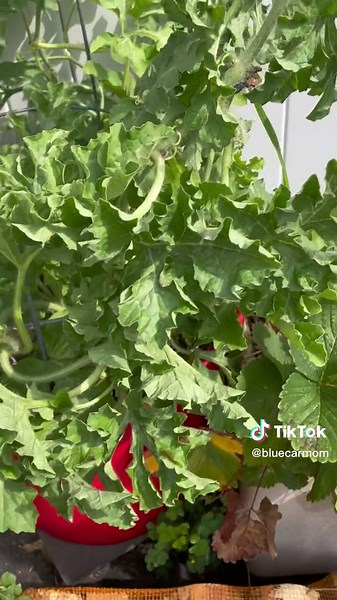 Growing Sugar Baby Watermelons in Containers: A Fun and Easy Garden Project