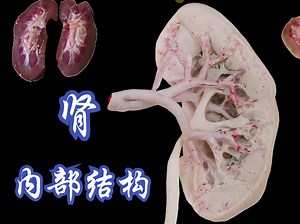 肾的内部结构，原来和猪腰一样