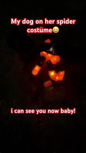 Dog on her spider costume #shorts