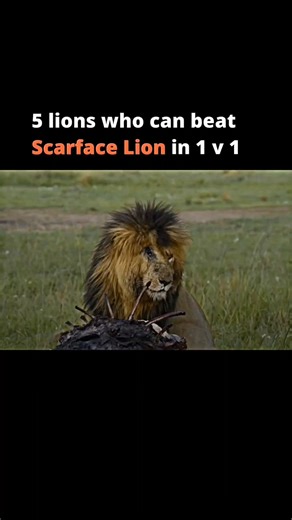 5 most powerful lions in the history #viral #shorts #youtube #video